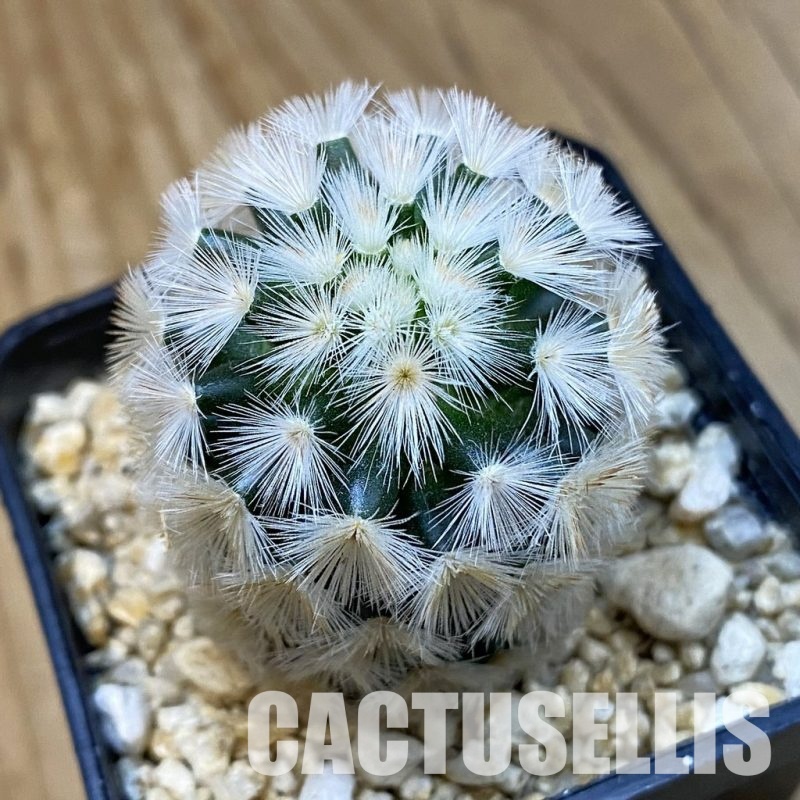 SH33276 Mammillaria carmenae hybrid