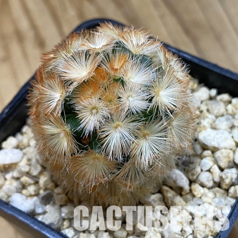 SH33277 Mammillaria carmenae hybrid