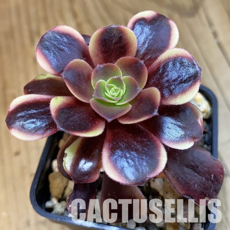 SH33278 Aeonium 'Superbang'