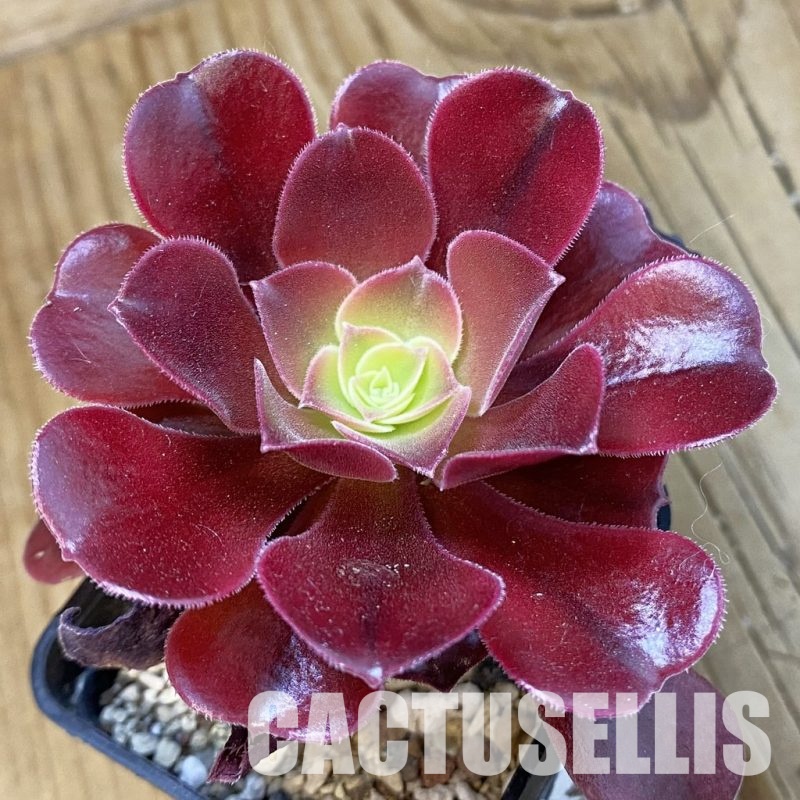 SH33279 Aeonium 'Blushing Beauty'