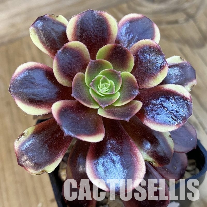 SH33280 Aeonium ‘Superbang’