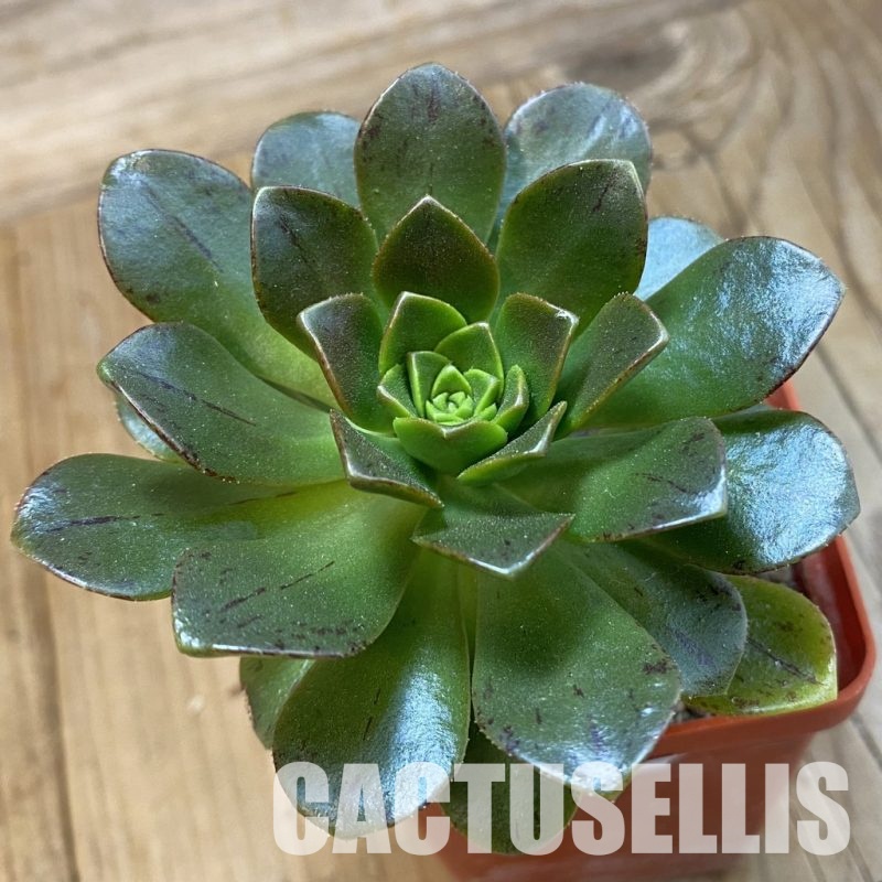 SH33281 Aeonium 'Bronze Medal'