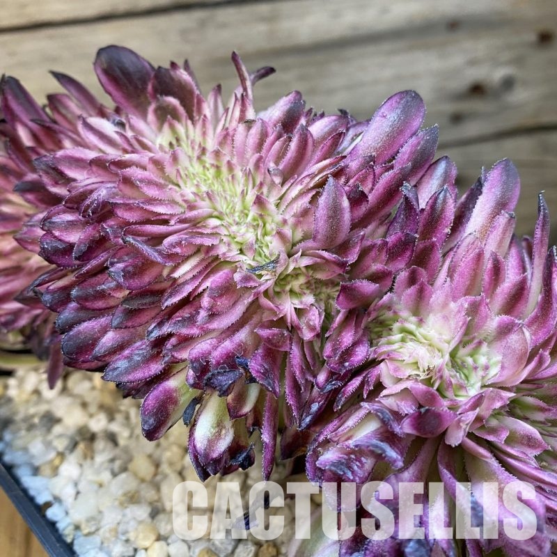 SH33222 Aeonium 'Fragrant Beauty' f. cristata