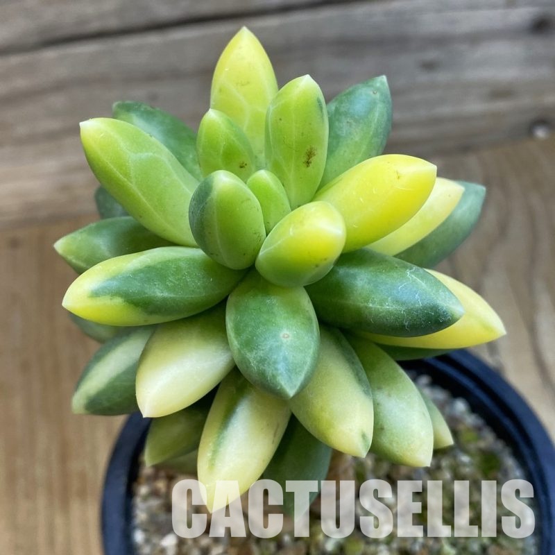 SH33227 Pachyphytum compactum f. variegata