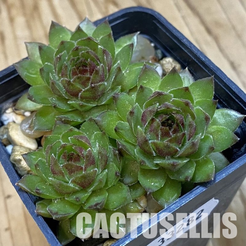 SH33282 Sempervivum Dr. Fritz Köhlein (cold-resistant)
