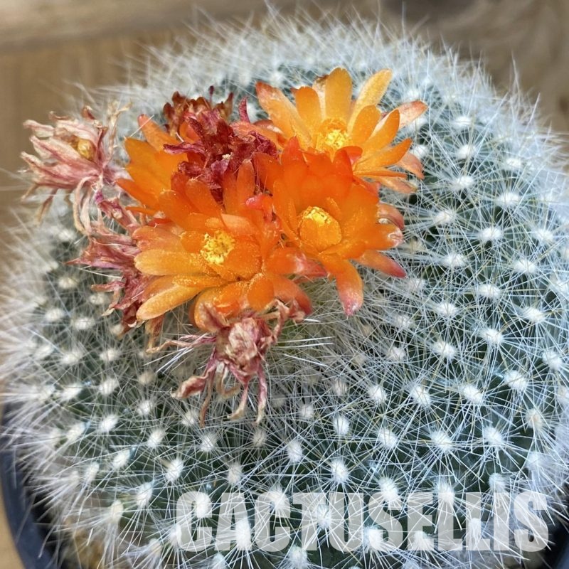 SH33285 Parodia haselbergii