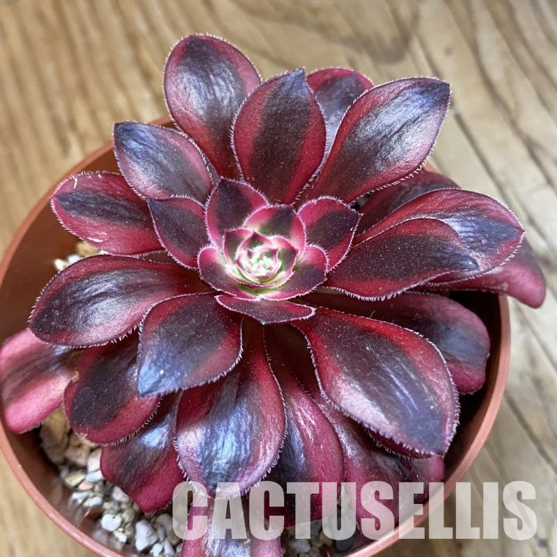SH33287 Aeonium 'Medusa'