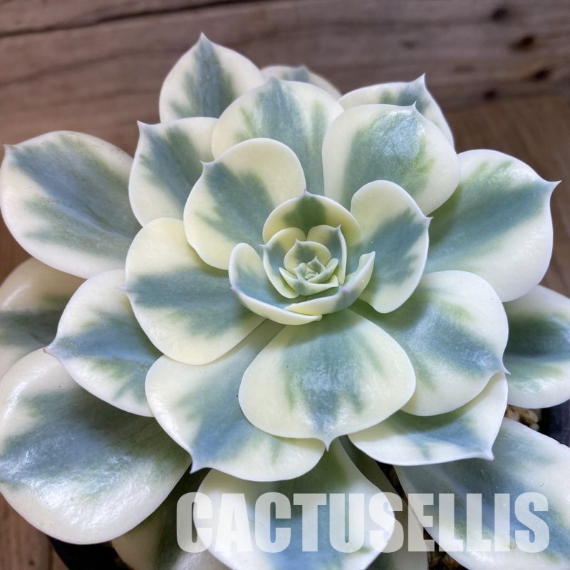 SH33288 Echeveria 'Compton Carousel'