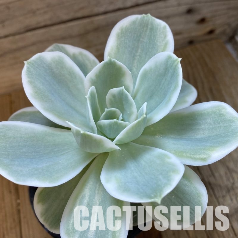 SH33289 Echeveria 'Lemon Lime' f. variegata