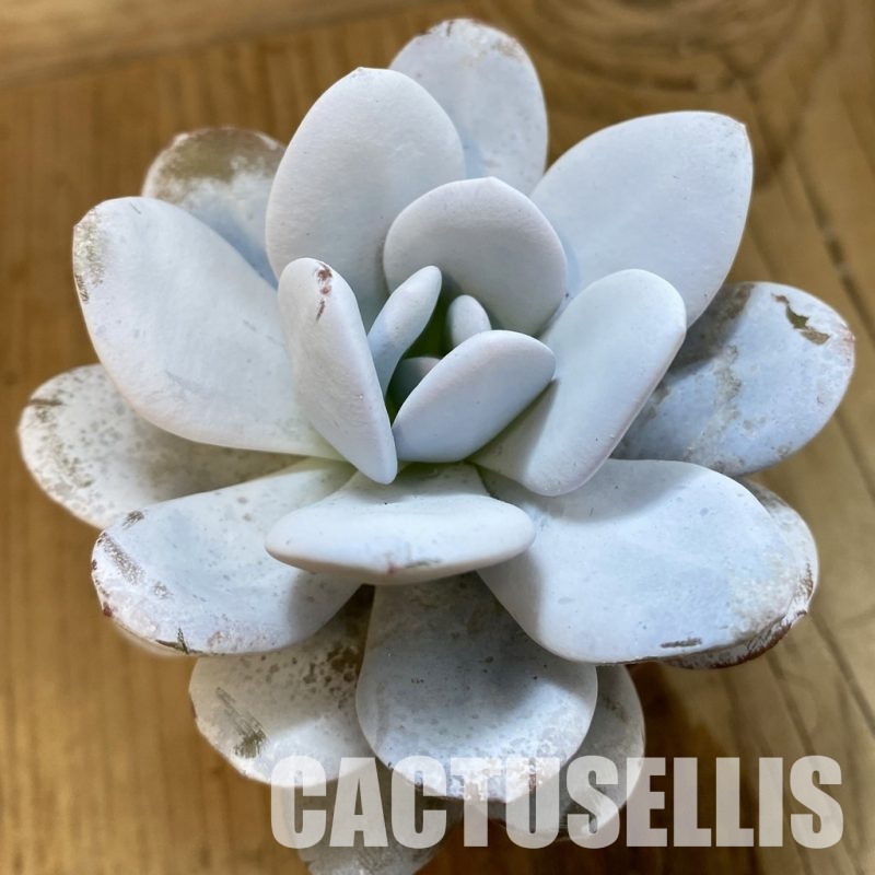 SH33290 Echeveria ‘Laui’