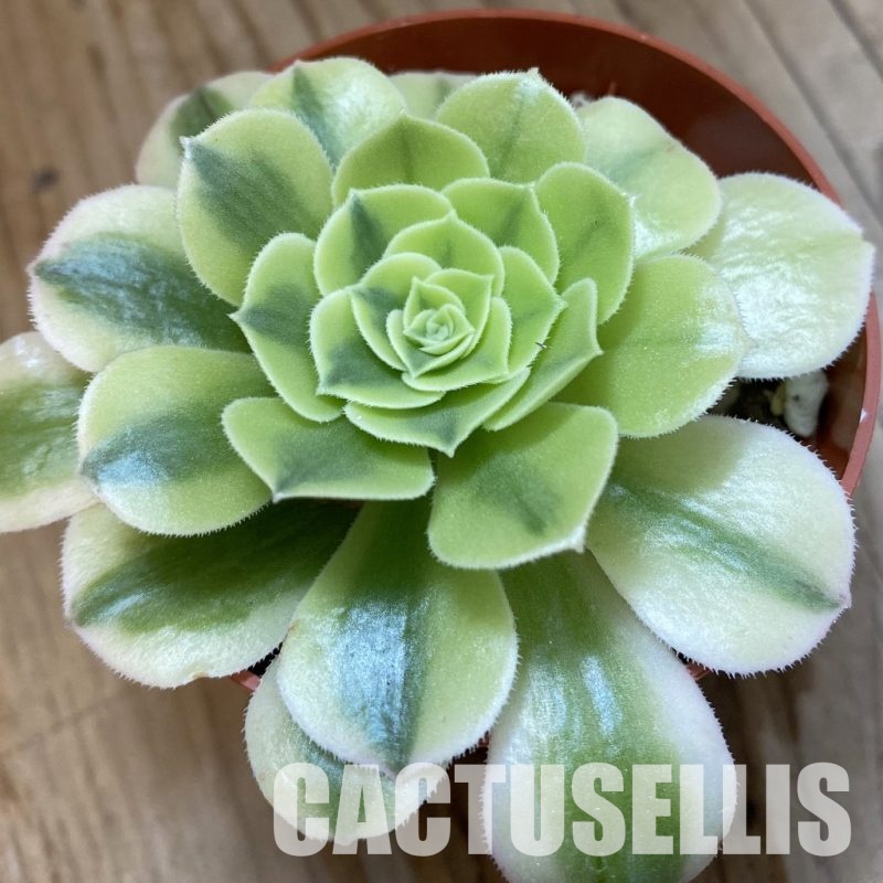 SH33291 Aeonium 'Green Bean'