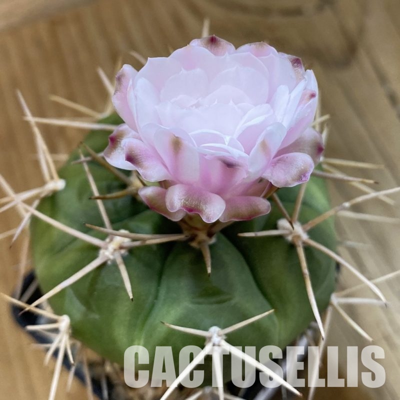 SH33292 Gymnocalycium eurypleurum P0434