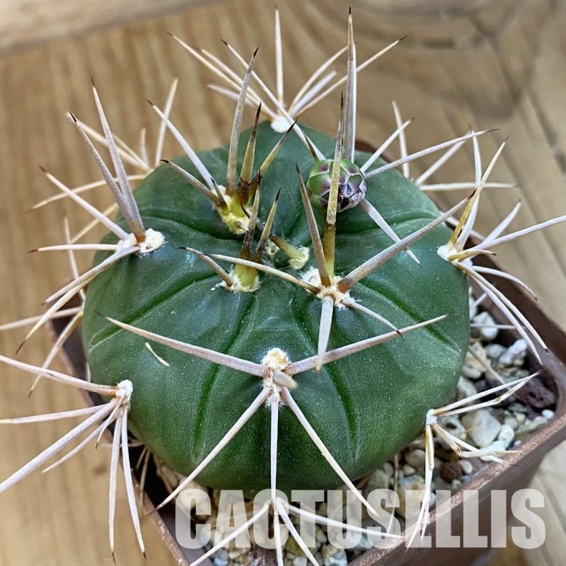 SH33293 Gymnocalycium eurypleurum P0434