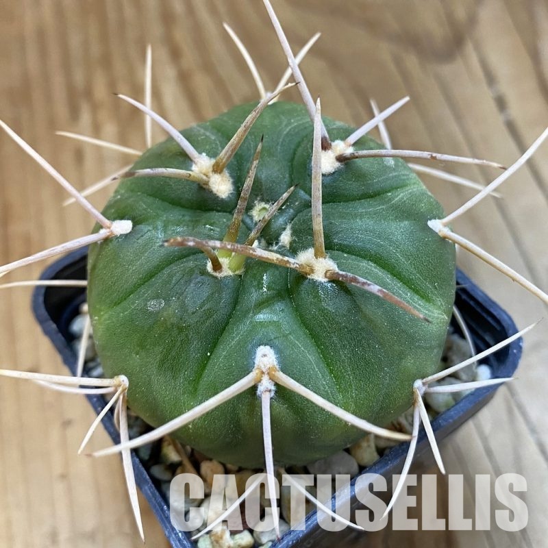 SH33294 Gymnocalycium eurypleurum P0434