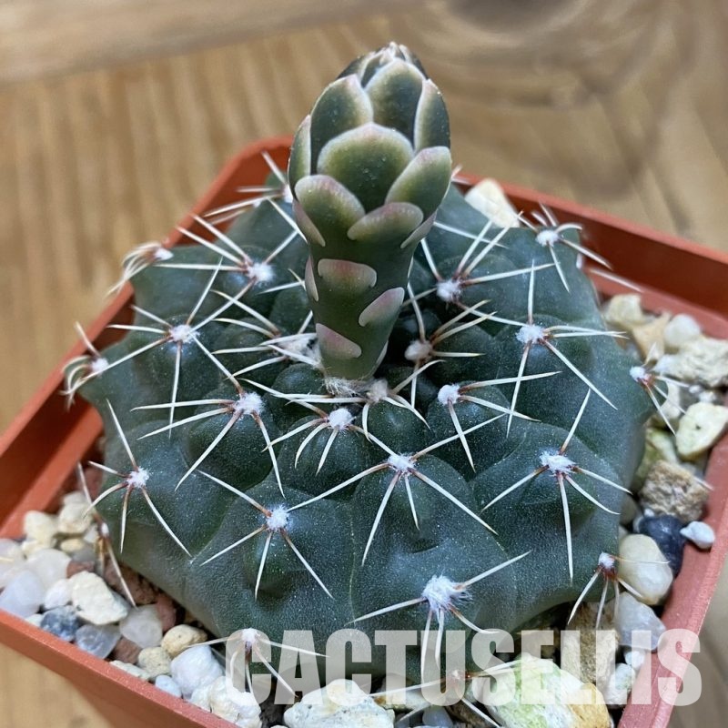 SH33295 Gymnocalycium kuehhasii VG 1091