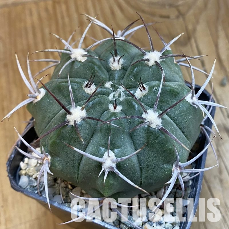 SH33296 Gymnocalycium mostii v. miradorense, 6 years old