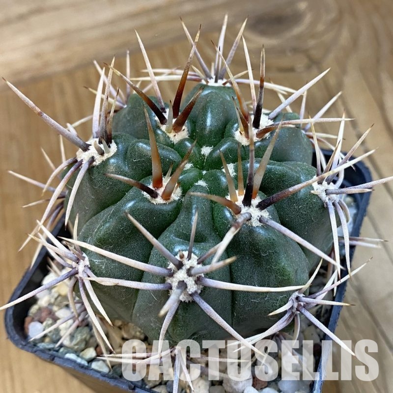 SH33297 Gymnocalycium achirasense, 6 years old