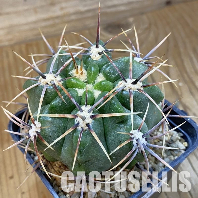 SH33298 Gymnocalycium achirasense, 6 years old