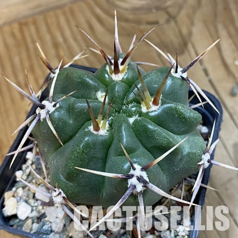 SH33299 Gymnocalycium achirasense, 6 years old