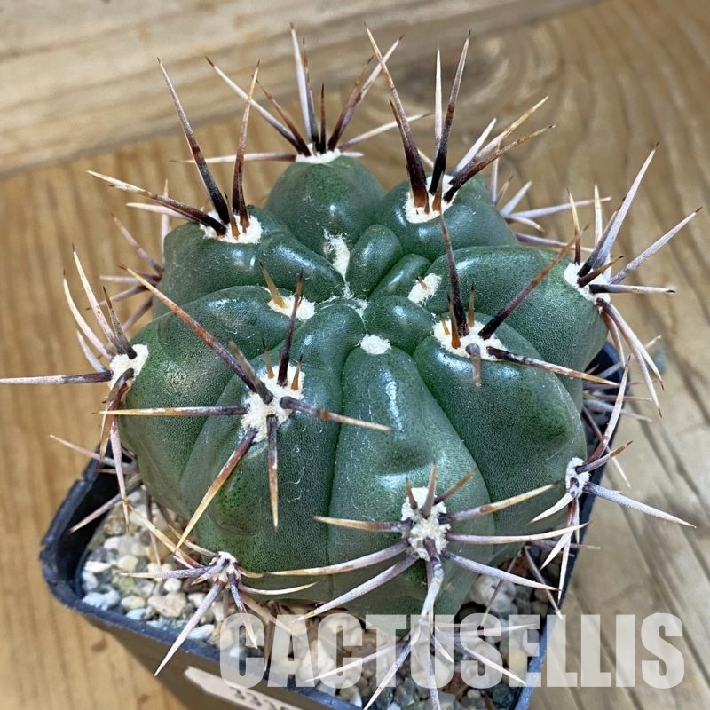 SH33300 Gymnocalycium achirasense, 6 years old