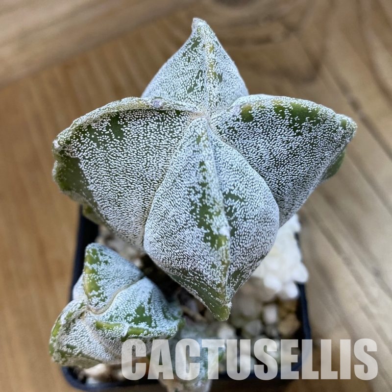 SH33301 Astrophytum myriostigma ‘Onzuka’