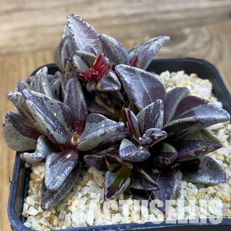 SH33229 Lenophyllum guttatum f. variegata