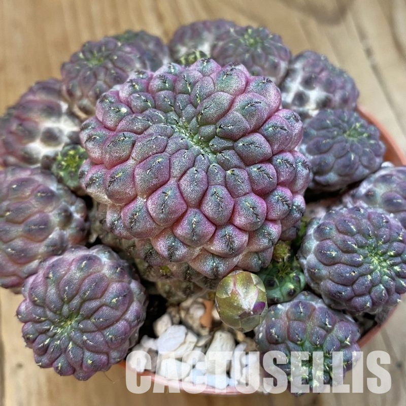 SH33302 Sulcorebutia rauschii