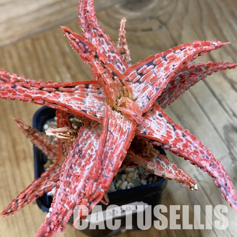 SH33303 Aloe TCT hybrid