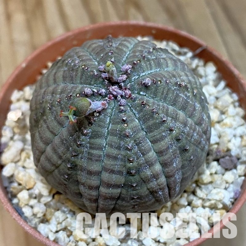 SET273 Euphorbia obesa ♀ ♂, 2 plants