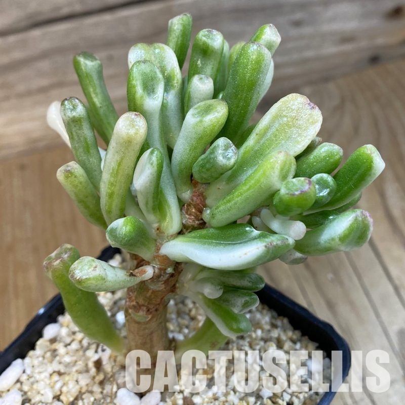 SH33230 Crassula ovata ‘Gollum’ f. variegata