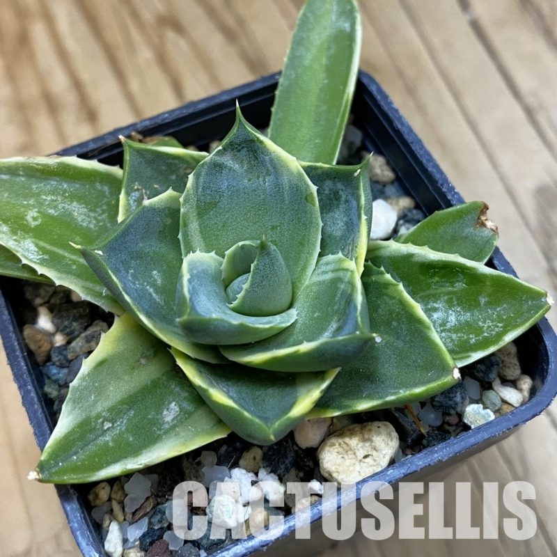 SH33231 Agave pixie f. variegata
