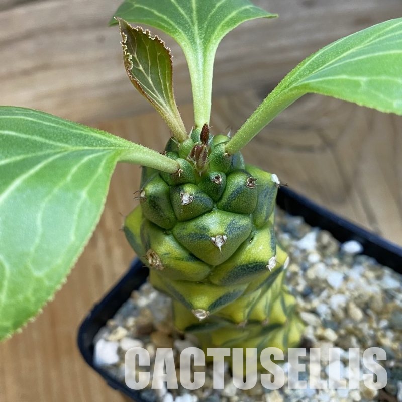 SH33232 Monadenium ritchiei f. variegata