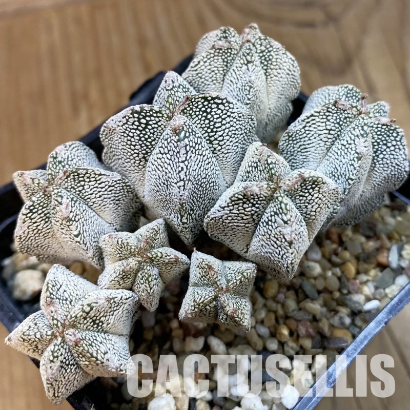 SH33233 Astrophytum myriostigma ‘Onzuka’
