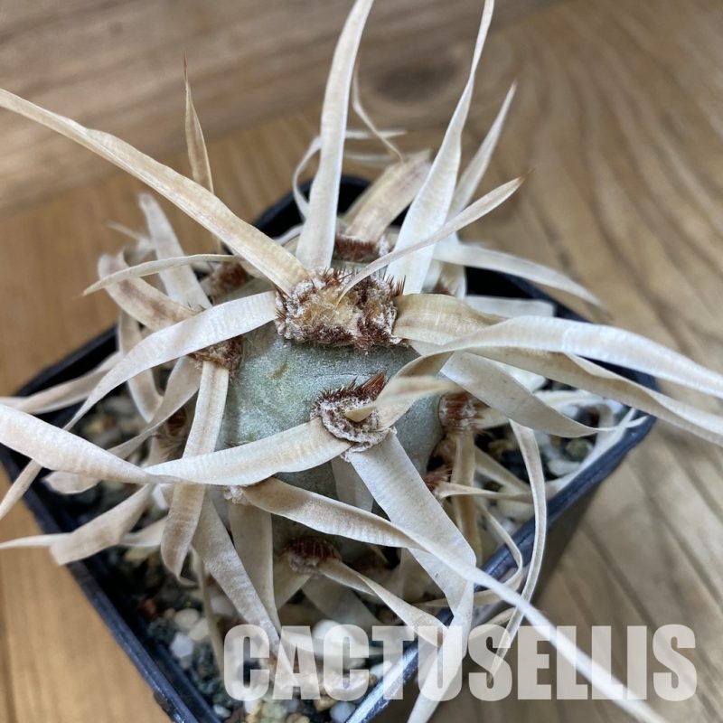 SH33234 Tephrocactus articulatus v. papyracanthus