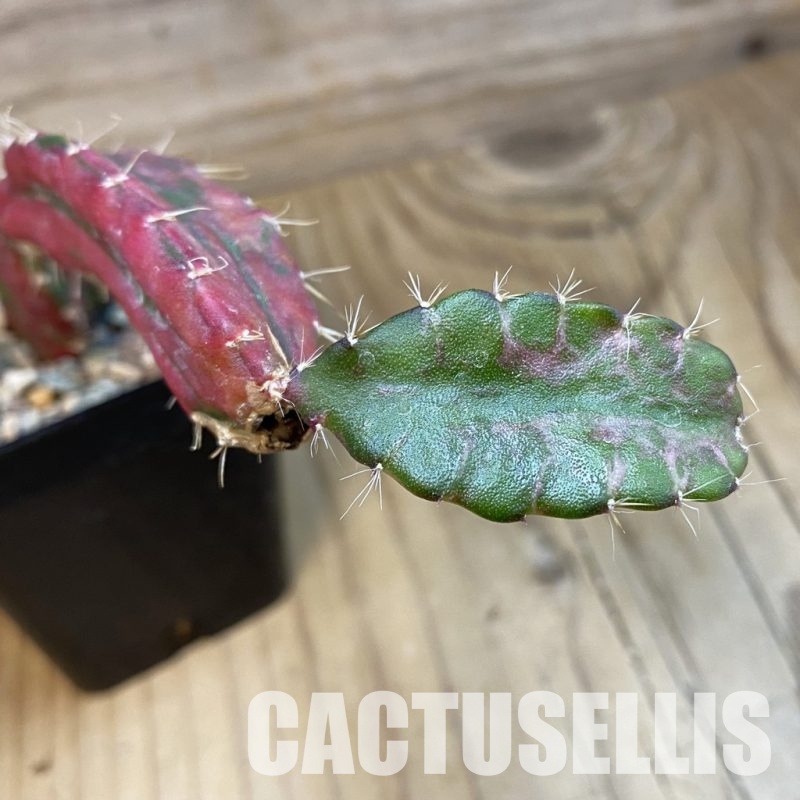 SH33236 Hylocalycium ‘Chimera variegata’