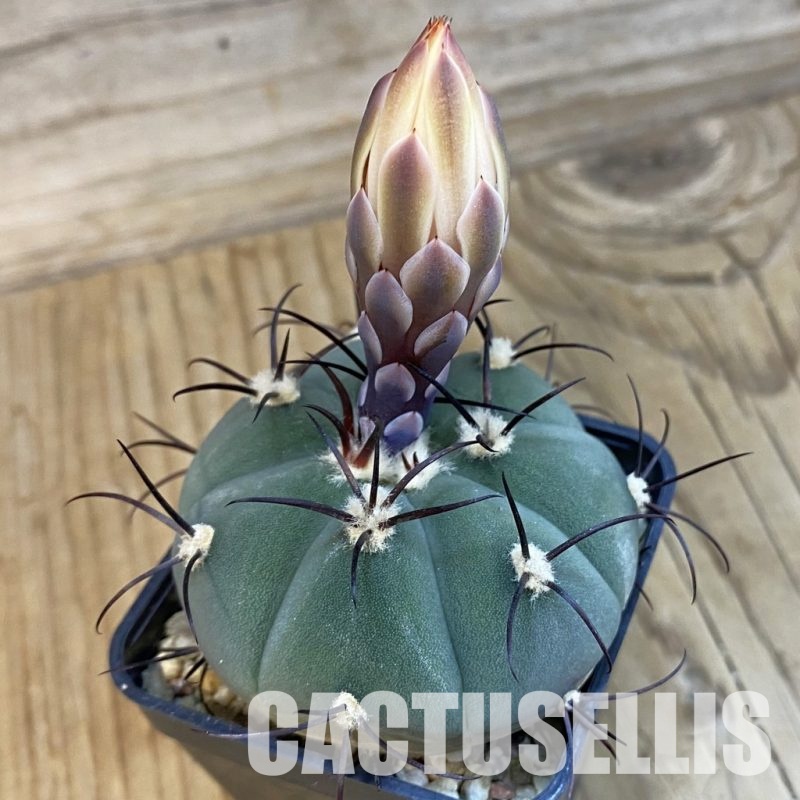 SH33237 Gymnocalycium cabreraense VOS 2122