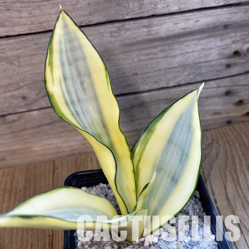 SH33239 Sansevieria ‘Moonshine Splash’