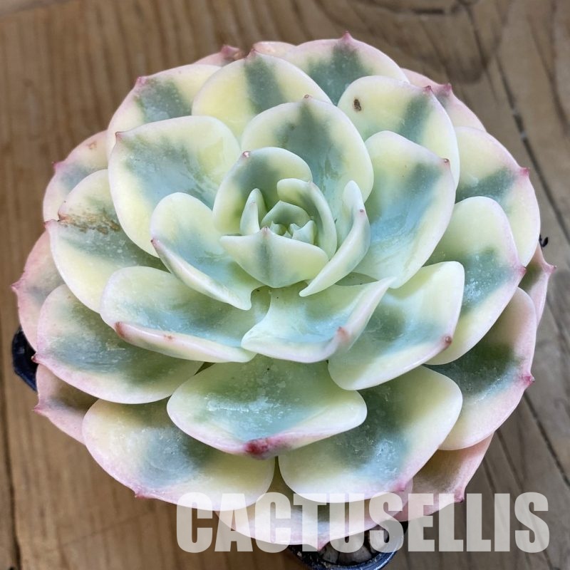 SH33240 Echeveria glauca f. variegata