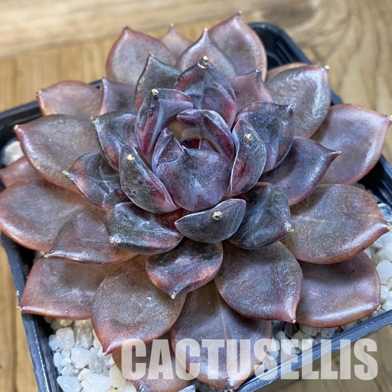 SH33241 Echeveria ‘Dark Chocolate’