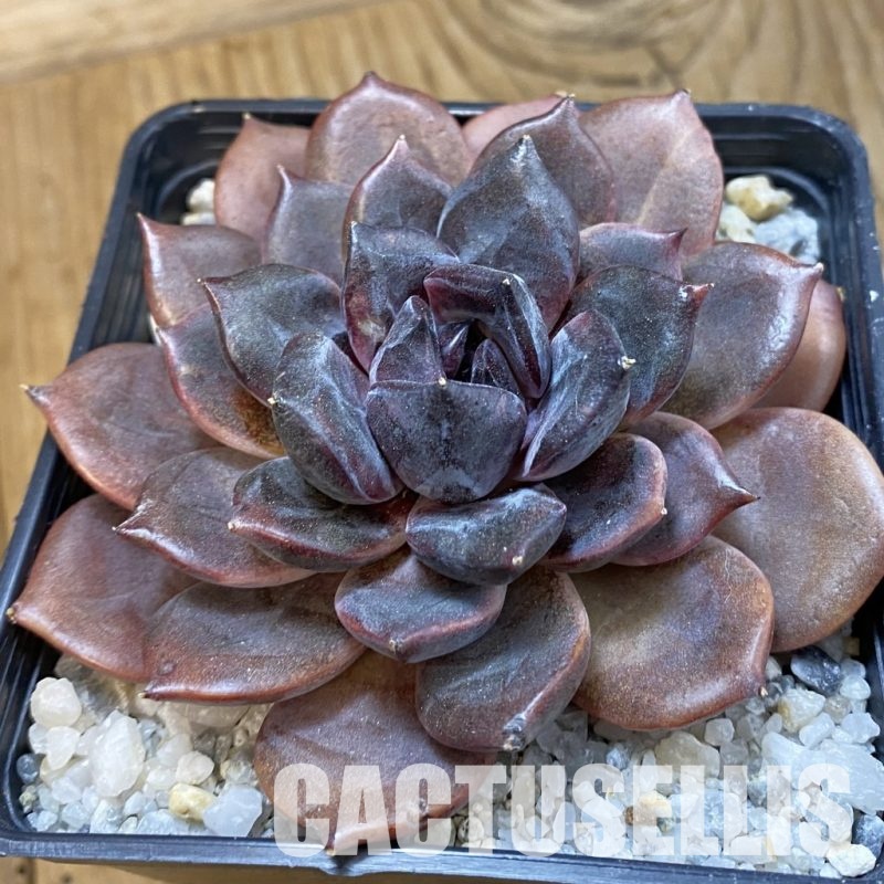 SH33242 Echeveria ‘Dark Chocolate’