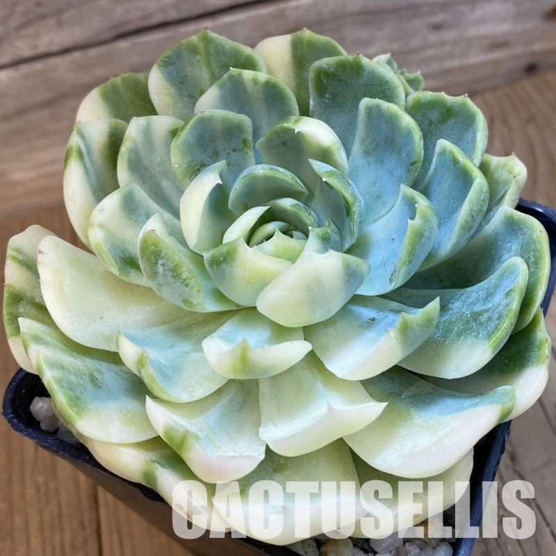 SH33243 Echeveria ‘Berry’ f. variegata