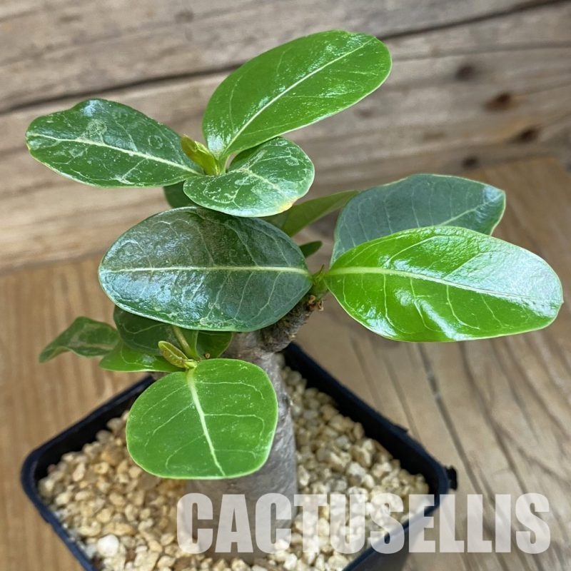 SH33245 Adenium arabicum ‘Black Body’