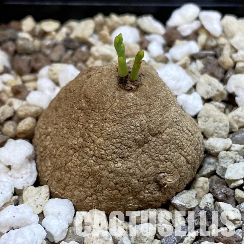 SH33246 Stephania erecta