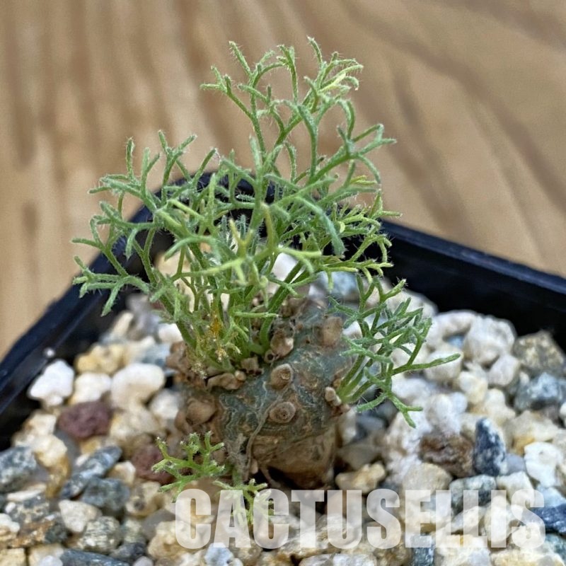 SH33247 Sarcocaulon peniculinum