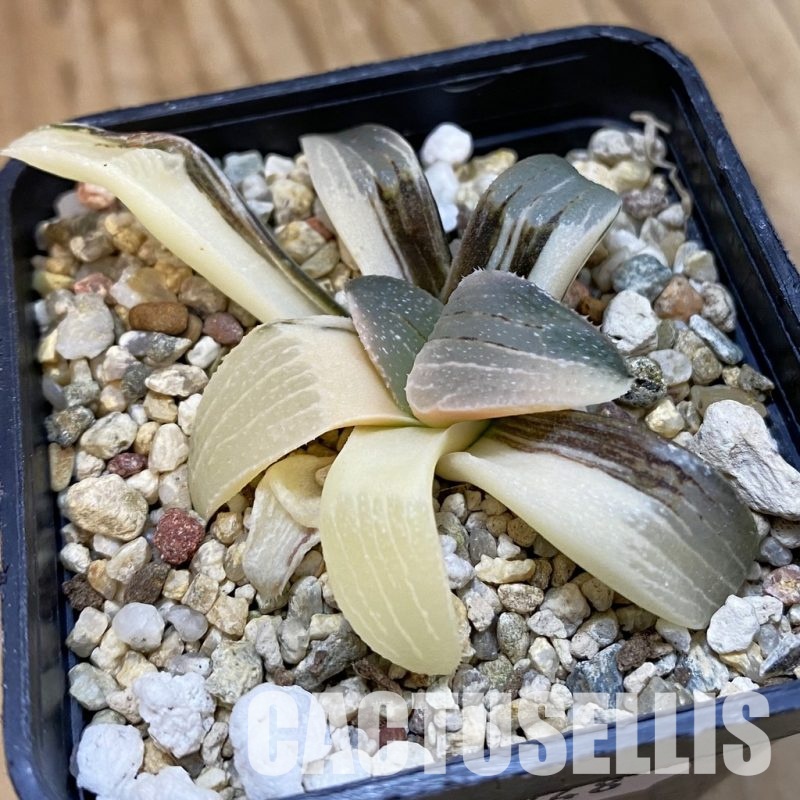 SH33248 Haworthia pygmaea f. variegata