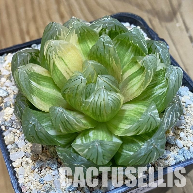 SH33224 Haworthia obtusa f. variegata