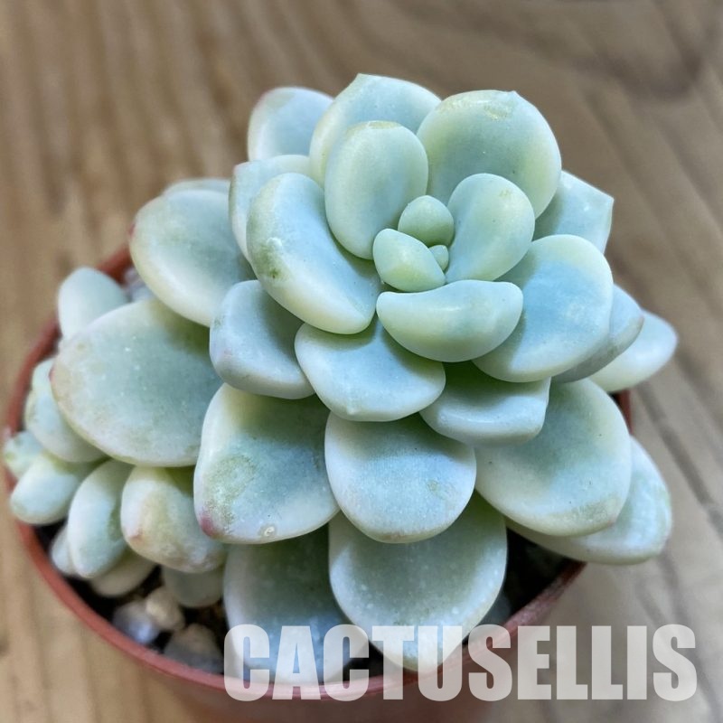 SH33249 Sedum clavatum f. variegata