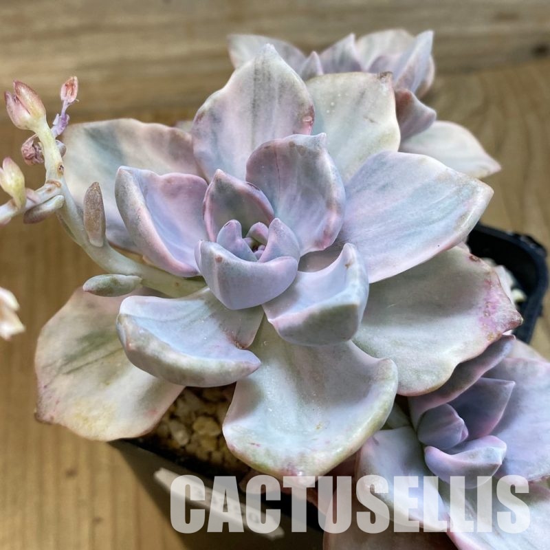 SH33250 Graptoveria ‘Mrs Richards’ f. variegata