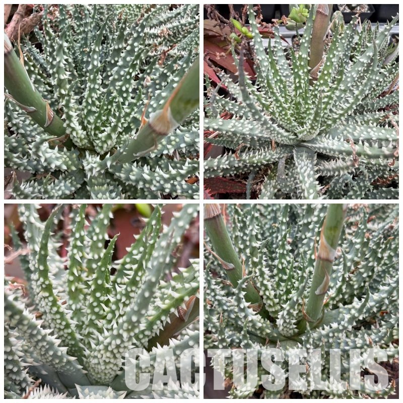 LOT1083 10 SEEDS/10 СЕМЕНА Aloe humilis x pratensis 2026