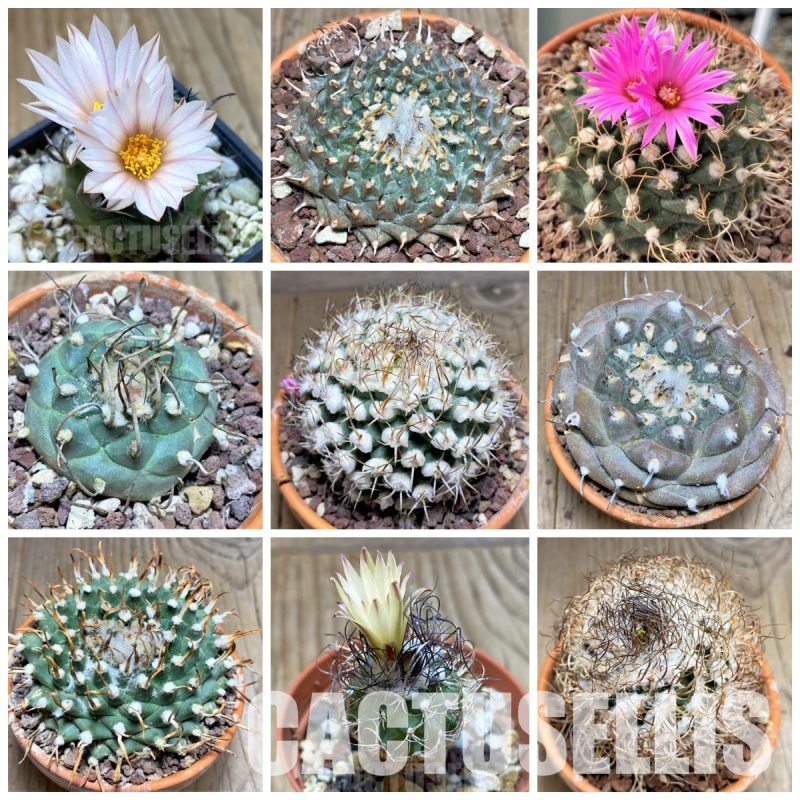 LOT1083 20 SEEDS/20 СЕМЕНА Turbinicarpus mix , 2025